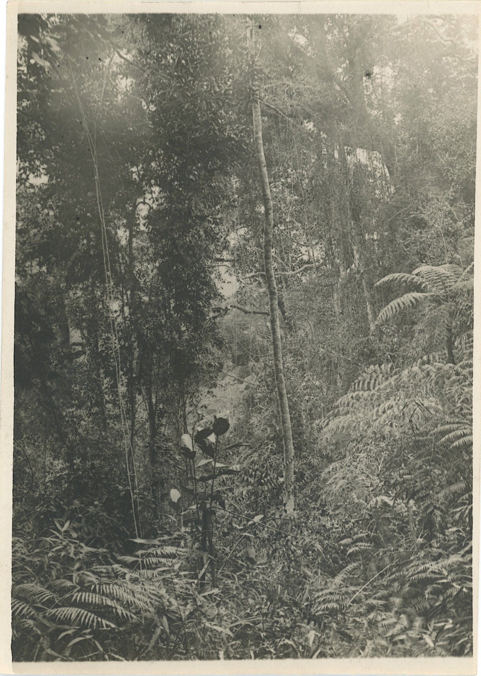 Vintage Selected Ephemera OPP! AUSTRALIAN FOLIAGE (1 of 1)
