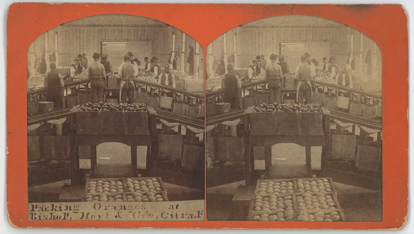 Stereograph "Packing Oranges at Bishop, Hoyt & Co., Citra, F: The provenance of this item is from the inventories of Artelisted. We have included quality images to show it's actual condition. THIS IS A RESERVE AUCTION, and the final price will include a Buyer?s 