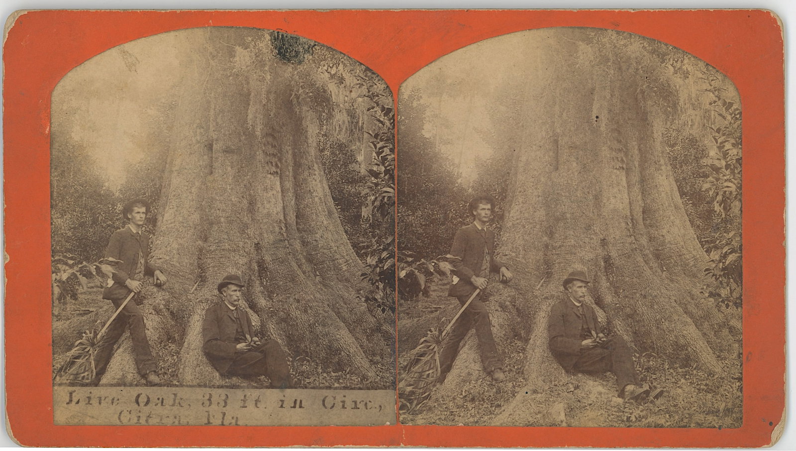 Stereoview Depic. Two Men Live Oak Tree in Cita, Fl