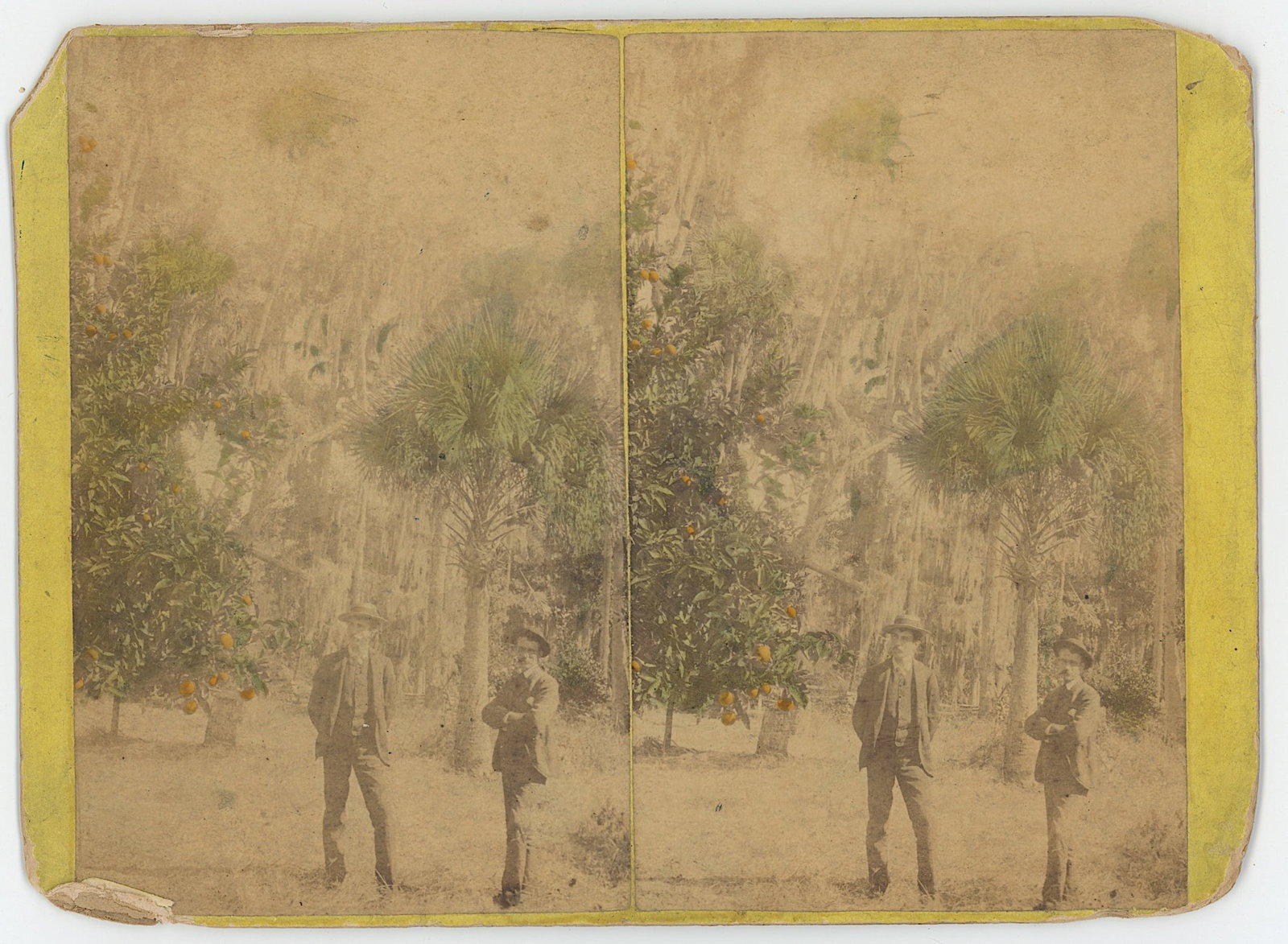 Antique Stereoview Men Posing in a Florida Orange Grove