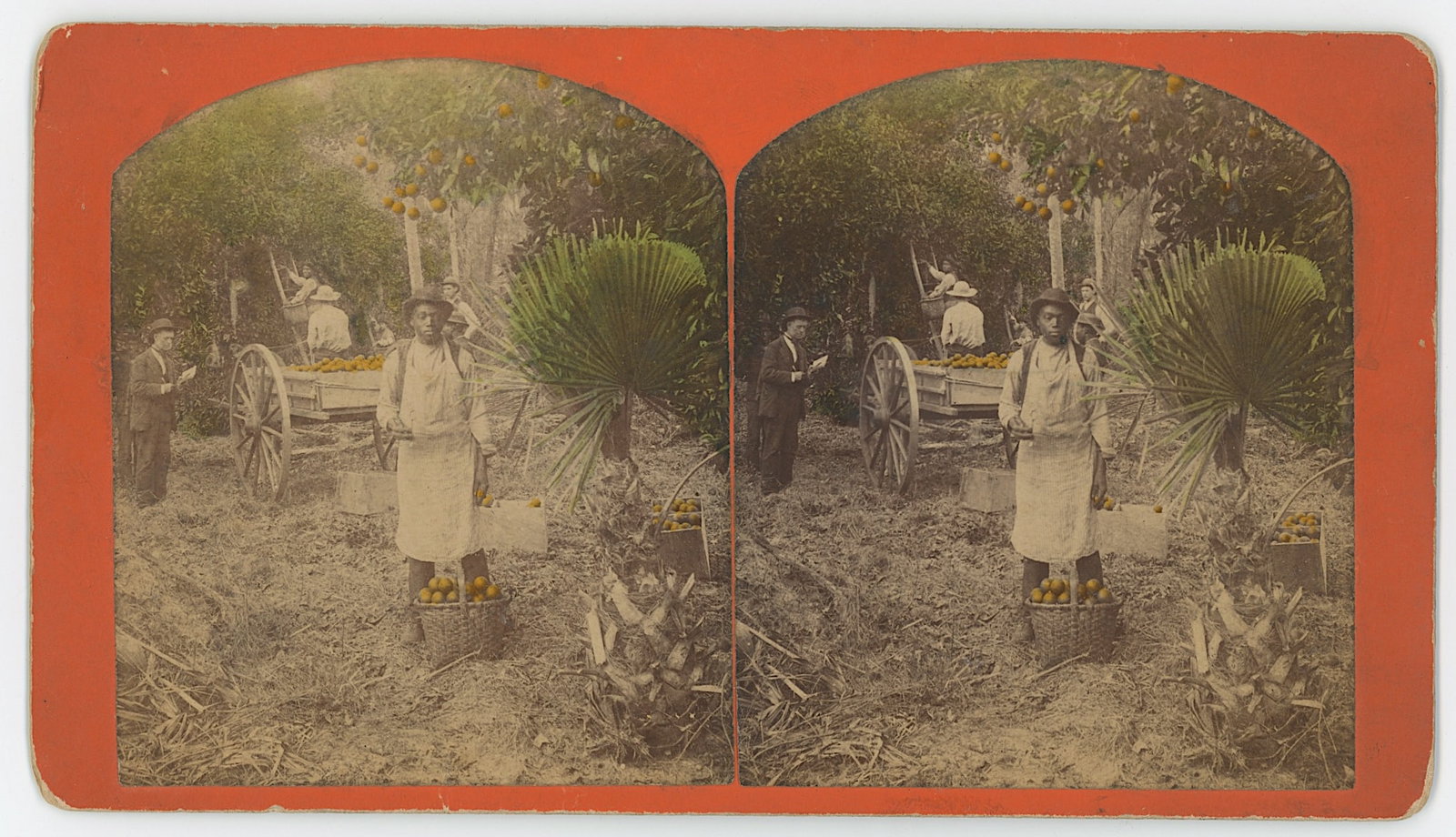 Real Photo Stereoview Picking Oranges in Florida (1 of 1)