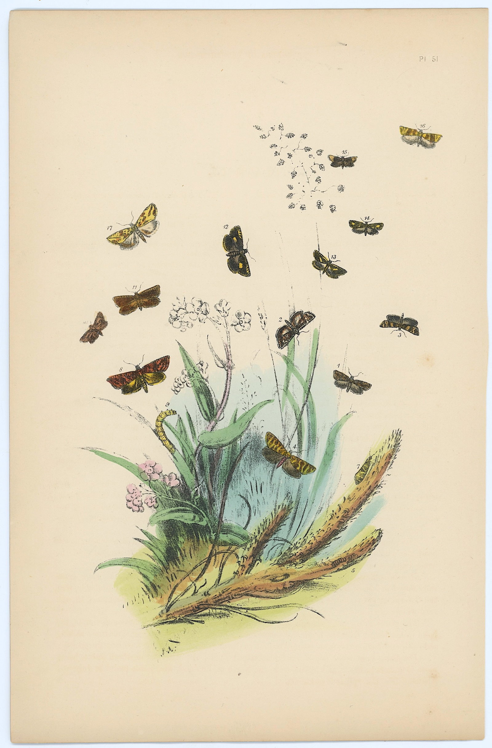 Antique Hand Colored Lithograph of British Moths Henry Noel Humphreys: Antique Hand Colored Lithograph of British Moths Henry Noel Humphreys. The dimensions are Approx. 10.25" x 7". We have included quality images to show it's actual condition. THIS IS A RESERVE AUCTION,