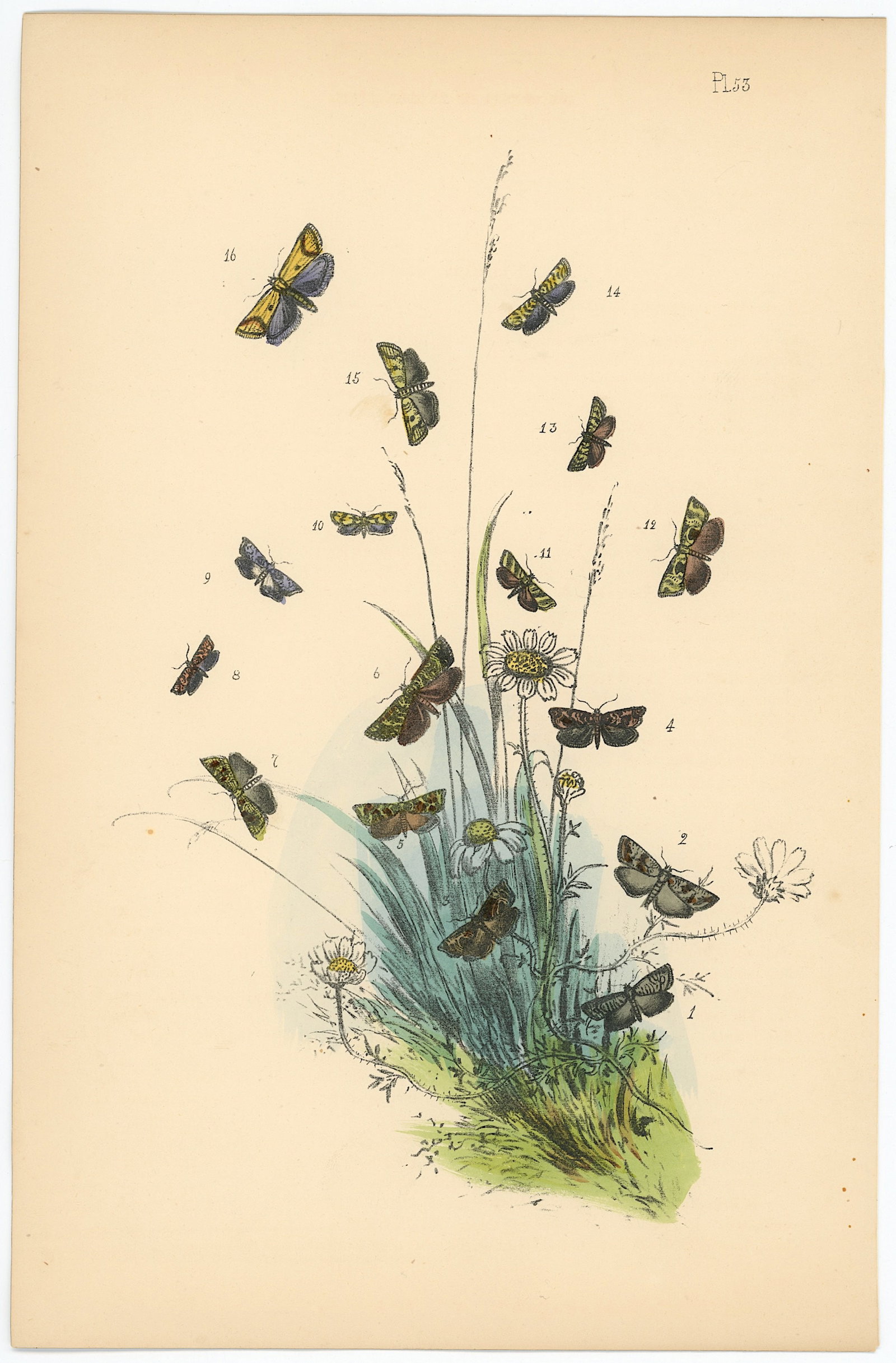 Antique Hand Colored Lithograph of British Moths Henry Noel Humphreys: Antique Hand Colored Lithograph of British Moths Henry Noel Humphreys. The dimensions are Approx. 10.25" x 7". We have included quality images to show it's actual condition. THIS IS A RESERVE AUCTION,