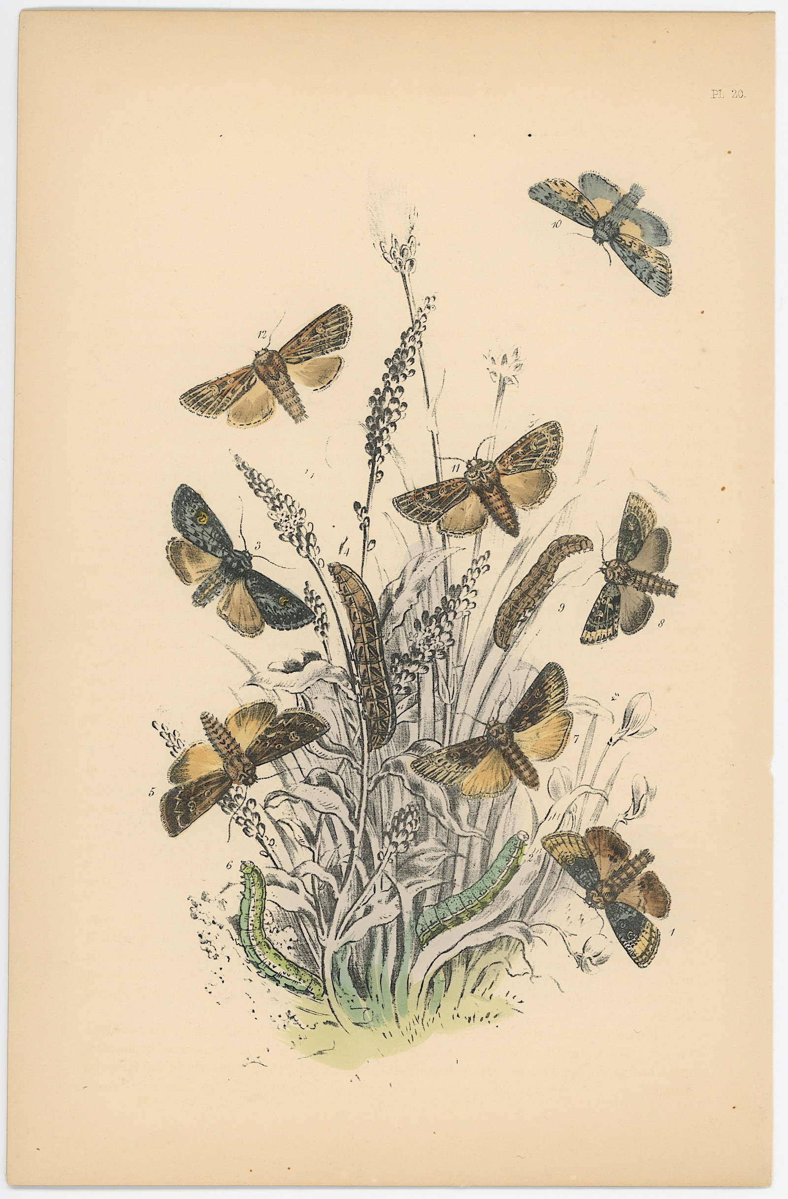 Antique Hand Colored Lithograph of British Moths Henry Noel Humphreys: Antique Hand Colored Lithograph of British Moths Henry Noel Humphreys. The dimensions are Approx. 10.25" x 7". We have included quality images to show it's actual condition. THIS IS A RESERVE AUCTION,