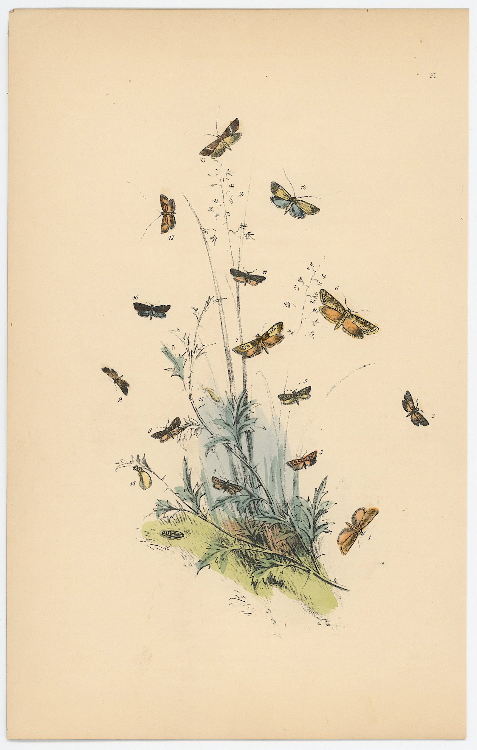 Antique Hand Colored Lithograph of British Moths Henry Noel Humphreys: Antique Hand Colored Lithograph of British Moths Henry Noel Humphreys. The dimensions are Approx. 10.25" x 7". We have included quality images to show it's actual condition. THIS IS A RESERVE AUCTION,