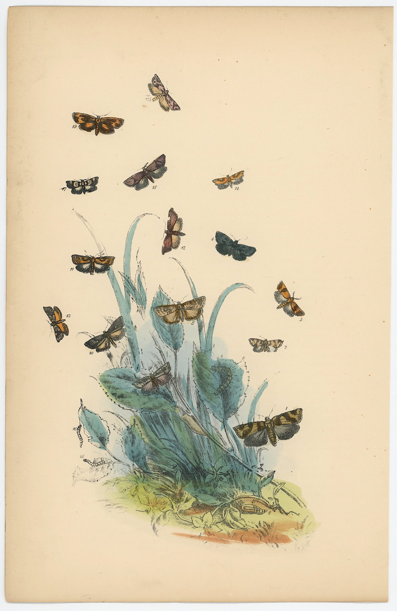 Antique Hand Colored Lithograph of British Moths Henry Noel Humphreys: Antique Hand Colored Lithograph of British Moths Henry Noel Humphreys. The dimensions are Approx. 10.25" x 7". We have included quality images to show it's actual condition. THIS IS A RESERVE AUCTION,