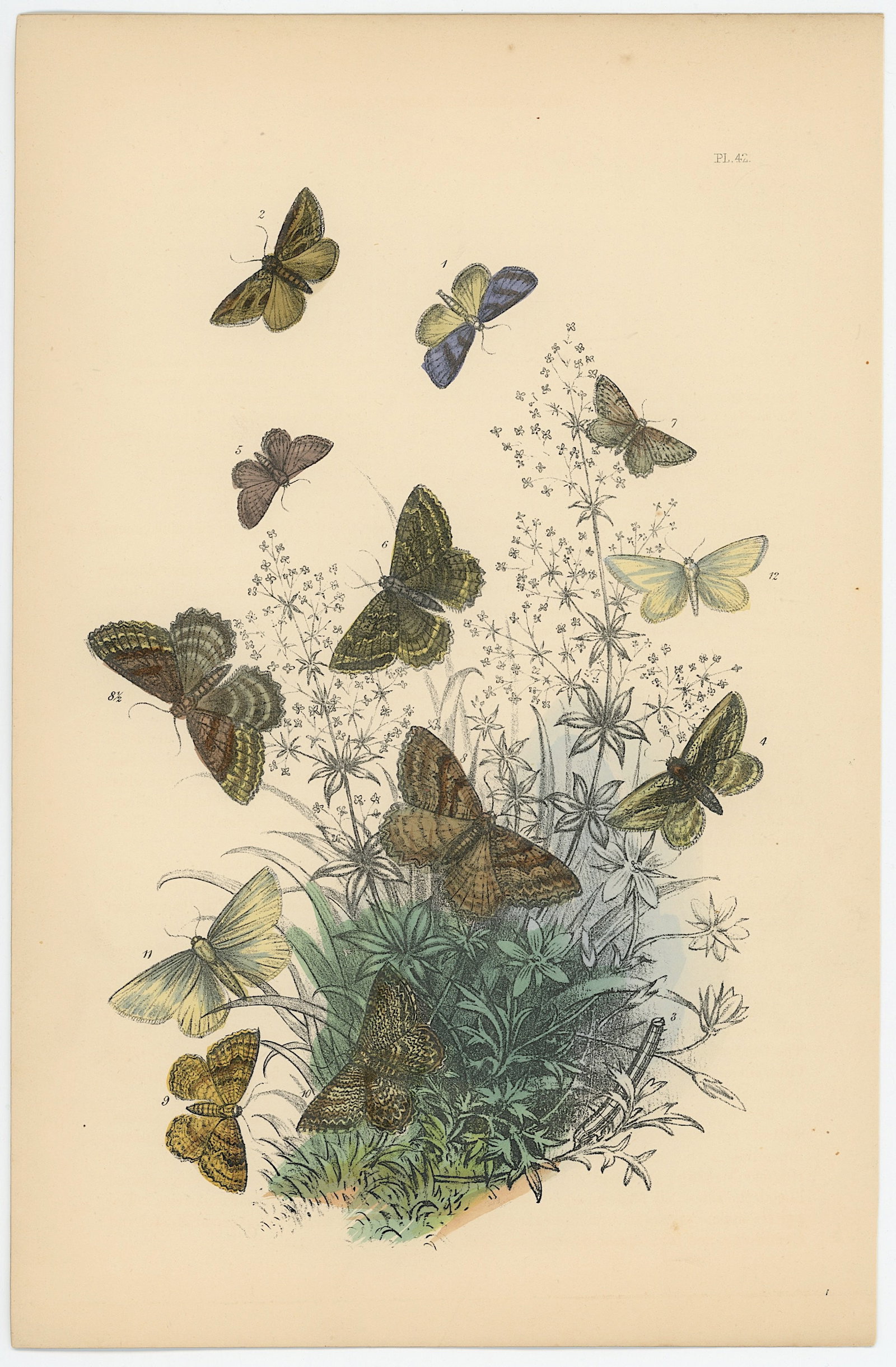 Antique Hand Colored Lithograph of British Moths Henry Noel Humphreys: Antique Hand Colored Lithograph of British Moths Henry Noel Humphreys. The dimensions are Approx. 10.25" x 7". We have included quality images to show it's actual condition. THIS IS A RESERVE AUCTION,