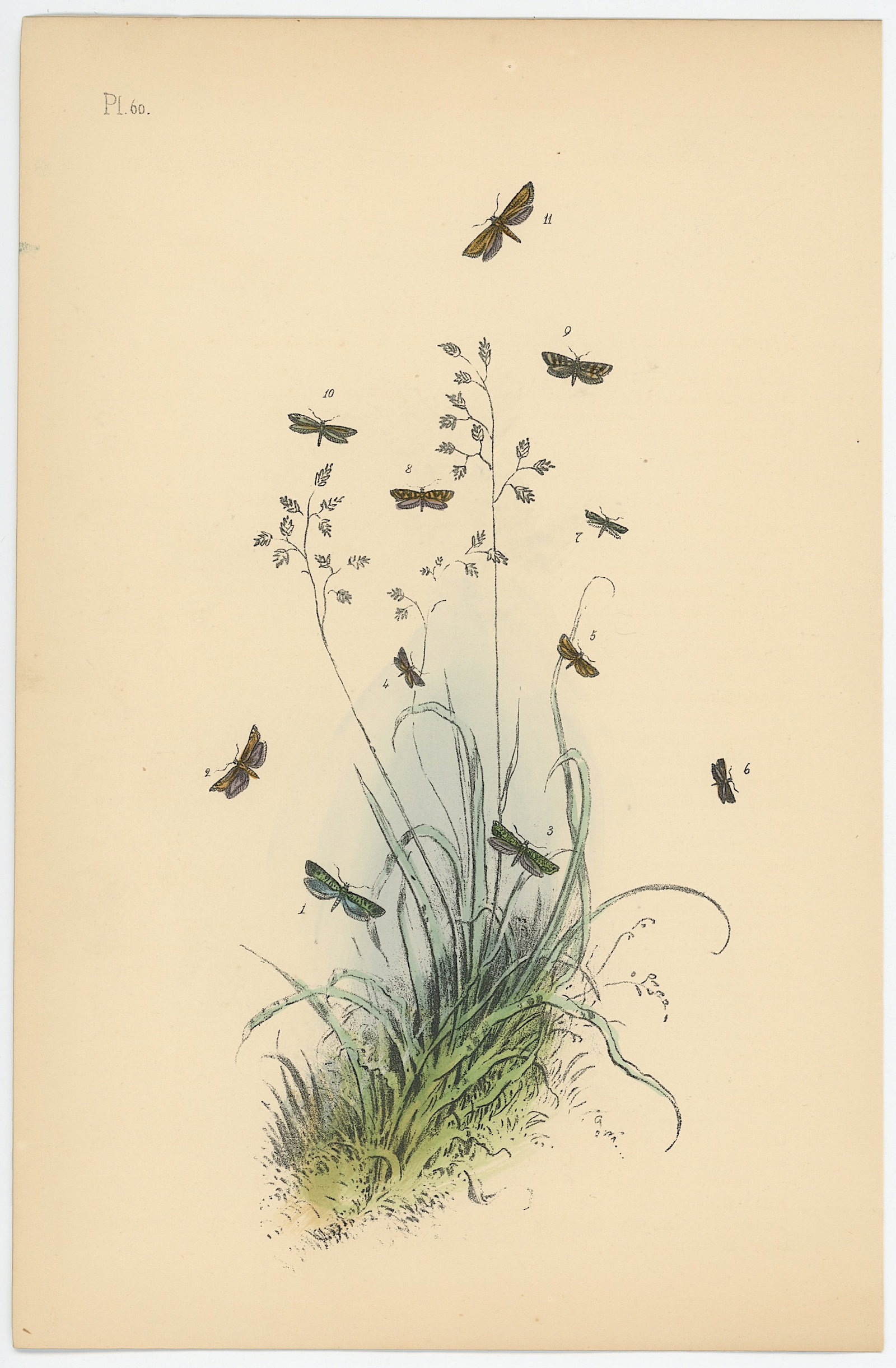 Antique Hand Colored Lithograph of British Moths Henry Noel Humphreys: Antique Hand Colored Lithograph of British Moths Henry Noel Humphreys. The dimensions are Approx. 10.25" x 7". We have included quality images to show it's actual condition. THIS IS A RESERVE AUCTION,