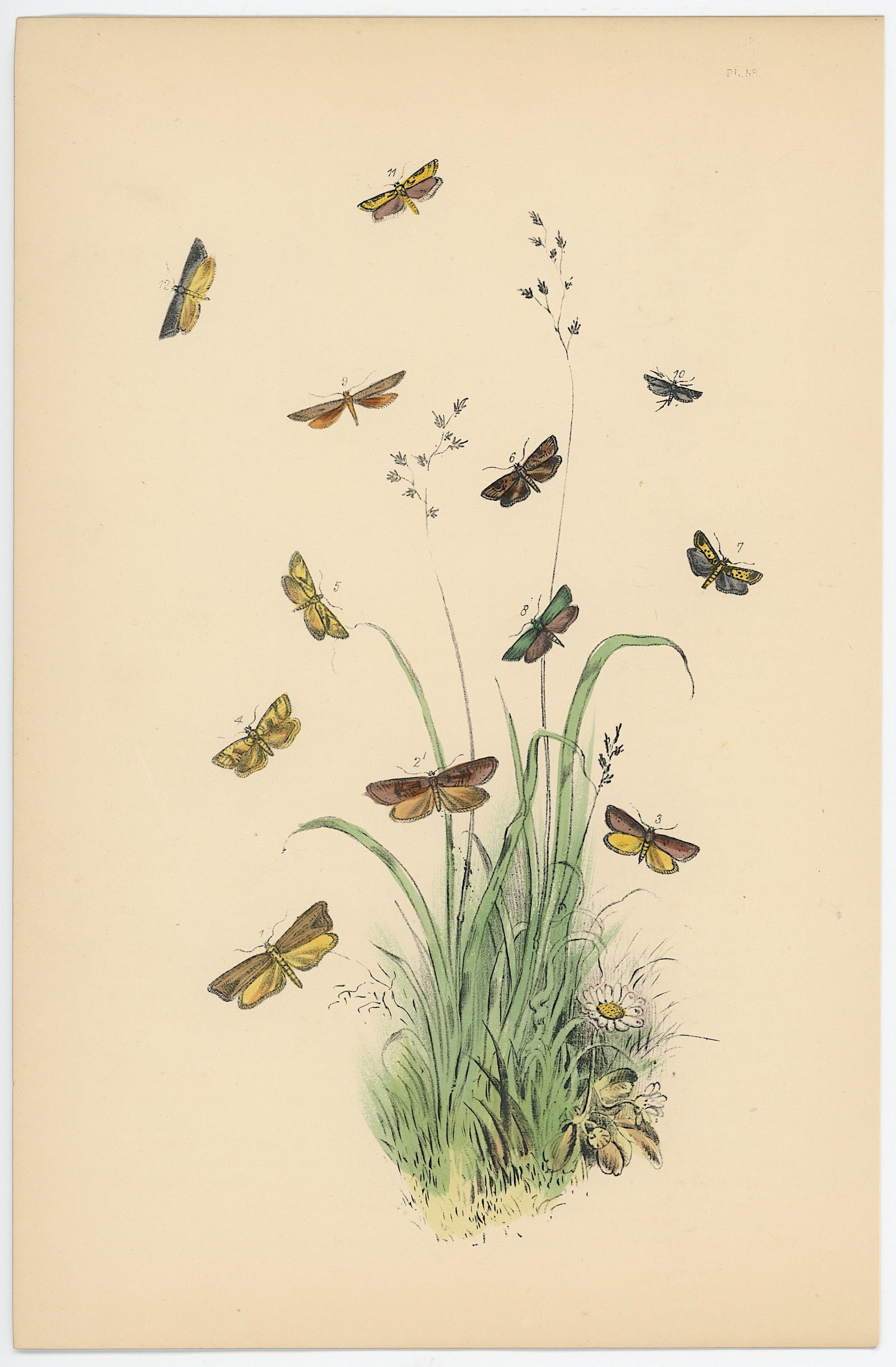 Antique Hand Colored Lithograph of British Moths Henry Noel Humphreys: Antique Hand Colored Lithograph of British Moths Henry Noel Humphreys. The dimensions are Approx. 10.25" x 7". We have included quality images to show it's actual condition. THIS IS A RESERVE AUCTION,
