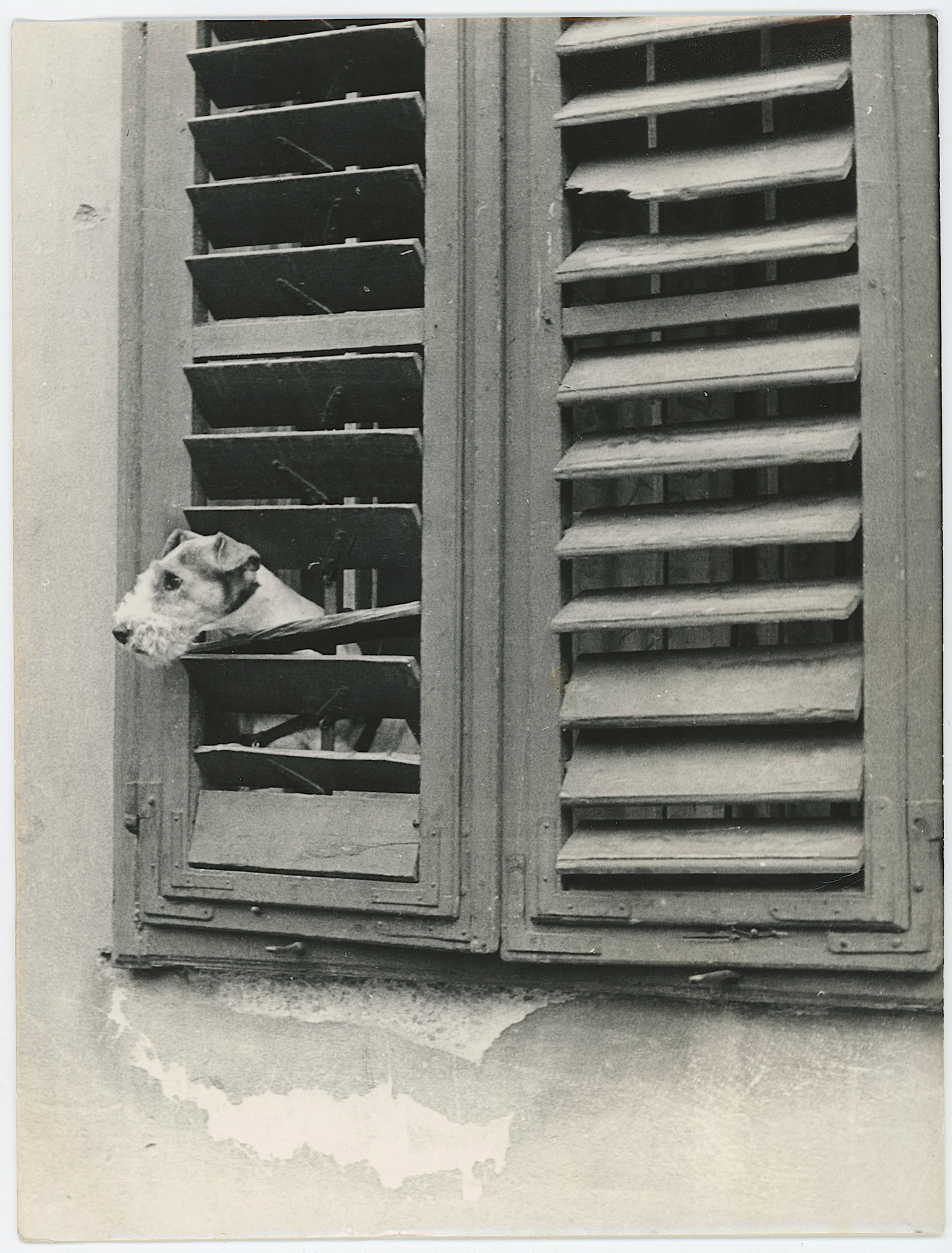 Scarce Historical Photo Collectors Terrier Dog: Scarce Historical Photo Collectors Terrier Dog. Provenance from inventories of Artelisted. The dimensions are Approx. 10" x 8". We have included quality images to show it's actual condition. THIS IS A