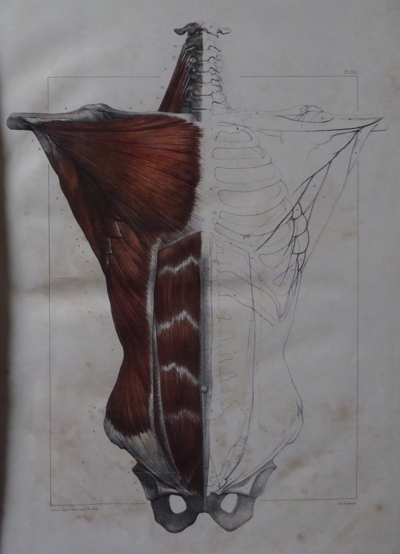 J. B. M. BOURGERY Traite de l'anatomie- 1st Ed. Vol-2: FOR SALE THE VOLUME 2 (PLANCHE 60 TO PLANCHE 159), 1ST EDITION - JEAN BAPTISTE MARC BOURGERY (1797Â­1849) AND NICOLAS HENRI JACOB (1781Â­1871, ILLUSTRATOR)TraitÃ© complet de l'anatomie de l'homm