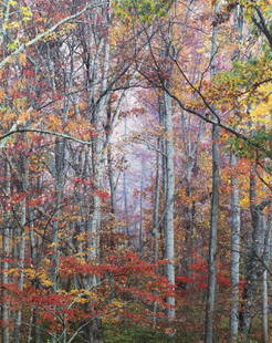 Christopher Burkett (1950 - * American): ''Glowing Autumn Forest, Virginia'', 2000 Cibachrome print under glass Signed on the matting lower right: Christopher Burkett, print #20, reg# CB 361 Sight size: 35'' H x 28'' W Provenance: Private