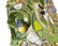 A mosaic cactus - 5