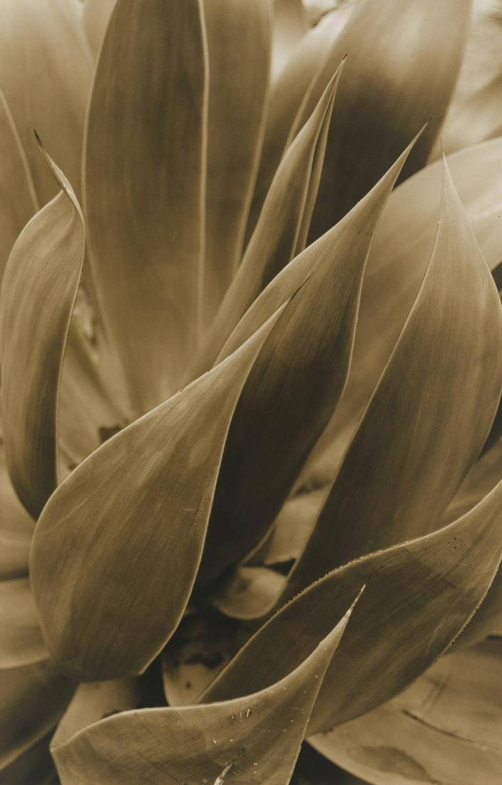 Sepia-toned Botanical Photographs (three works) (1 of 6)