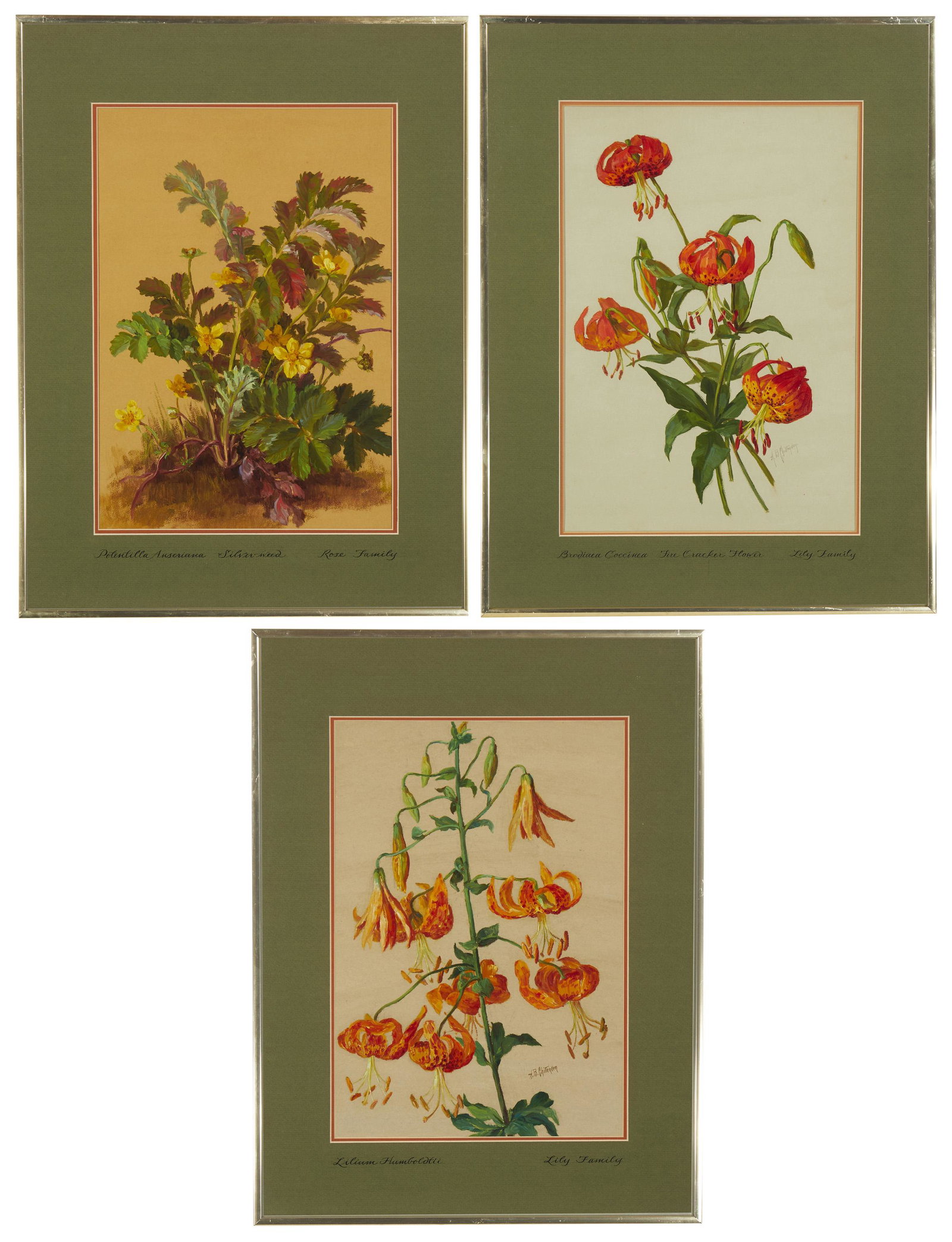 Alice B. Chittenden (1859-1944, San Francisco, CA): "Lilium Humboldtii" Oil on paper under glass Sight: 17.75" H x 11.5" W; Sheet: 19" H x 13" W Signed lower right: A.B. Chittenden, titled verso "Lilium Pardalinum - Leopard Lily - Tiger Lily" Oil on pa