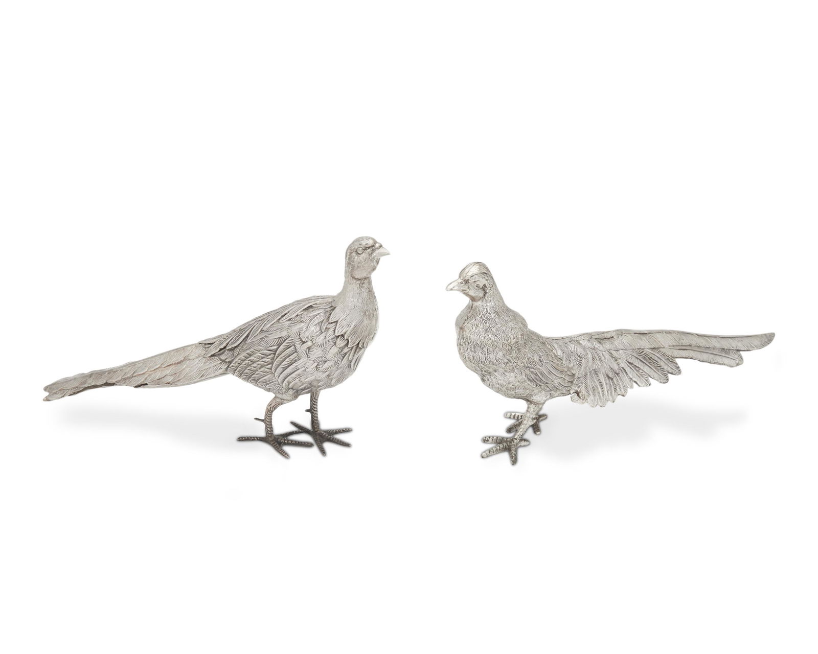 A pair of Spanish silver pheasants (1 of 4)