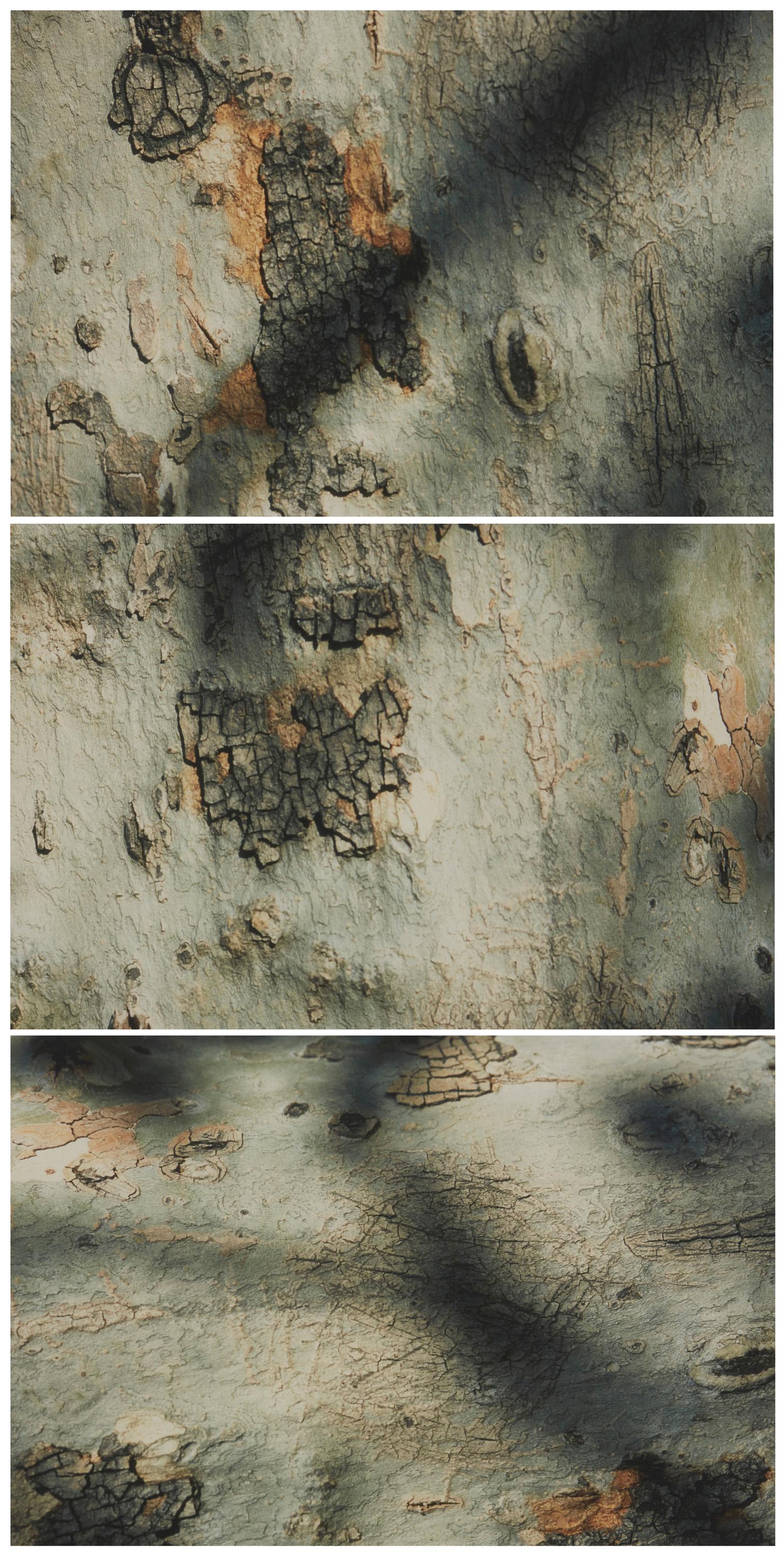 Thomas L. Mann (20th Century, American): Peace, 1993, Triptych Fuji Velvia Ilfochrome print under Plexiglas Unsigned; titled and dated on a label affixed verso Each: 9.25" H x 13.75" W Provenance: Collection of the artist, Thomas L. Ma