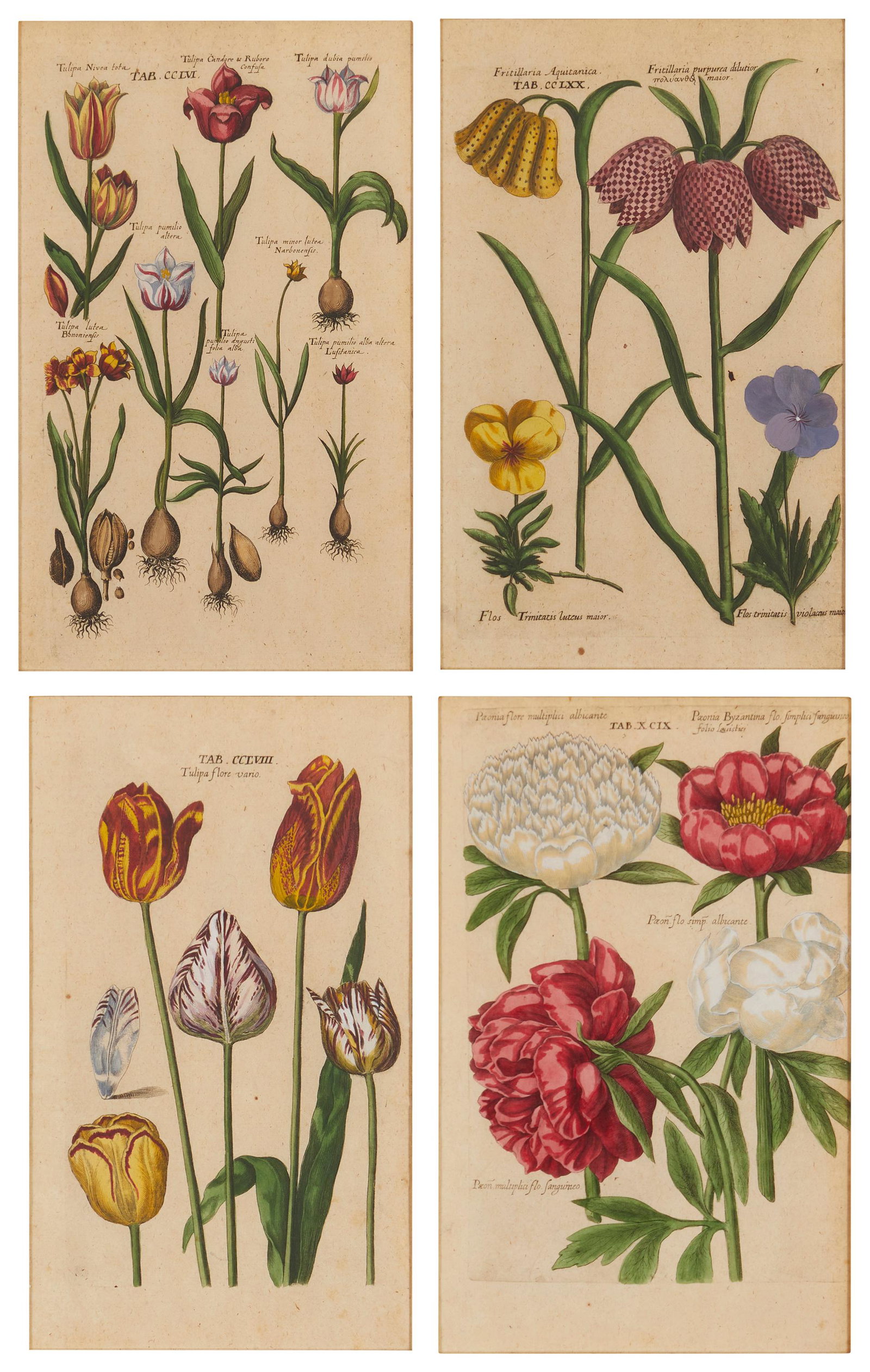 After Johann Theodor de Bry (1561-1623, Flemish/German): Paonia...; "Tulipa...;" Tulipa...;" and Fritillaria...," Plates XCIX; CCLVI; CCLVII; and CCLXX from "Florilegium novum," 1611 or "Florilegium renovatum et auctum," 1641 Four works Each: Engravings wit