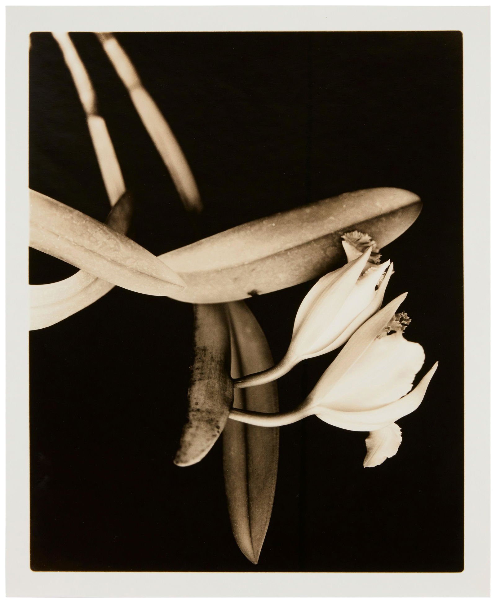 Joel Glassman (b. 1946), "Morning Becomes Electra," 1996, Sepia and toned gelatin silver print on (1 of 5)