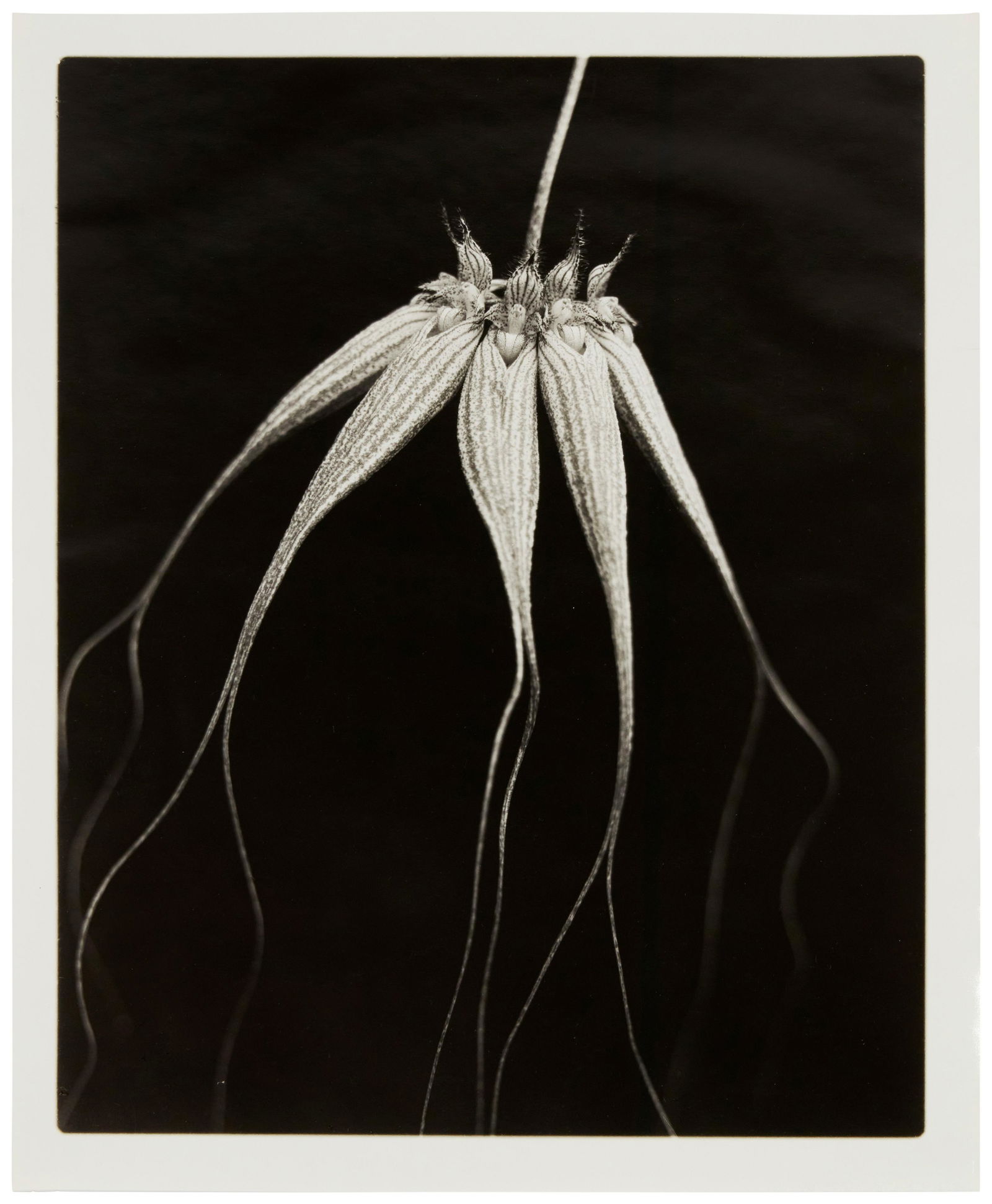 Joel Glassman (b.1946), "Morning Becomes Electra," 1996, Sepia and toned gelatin silver print on (1 of 3)