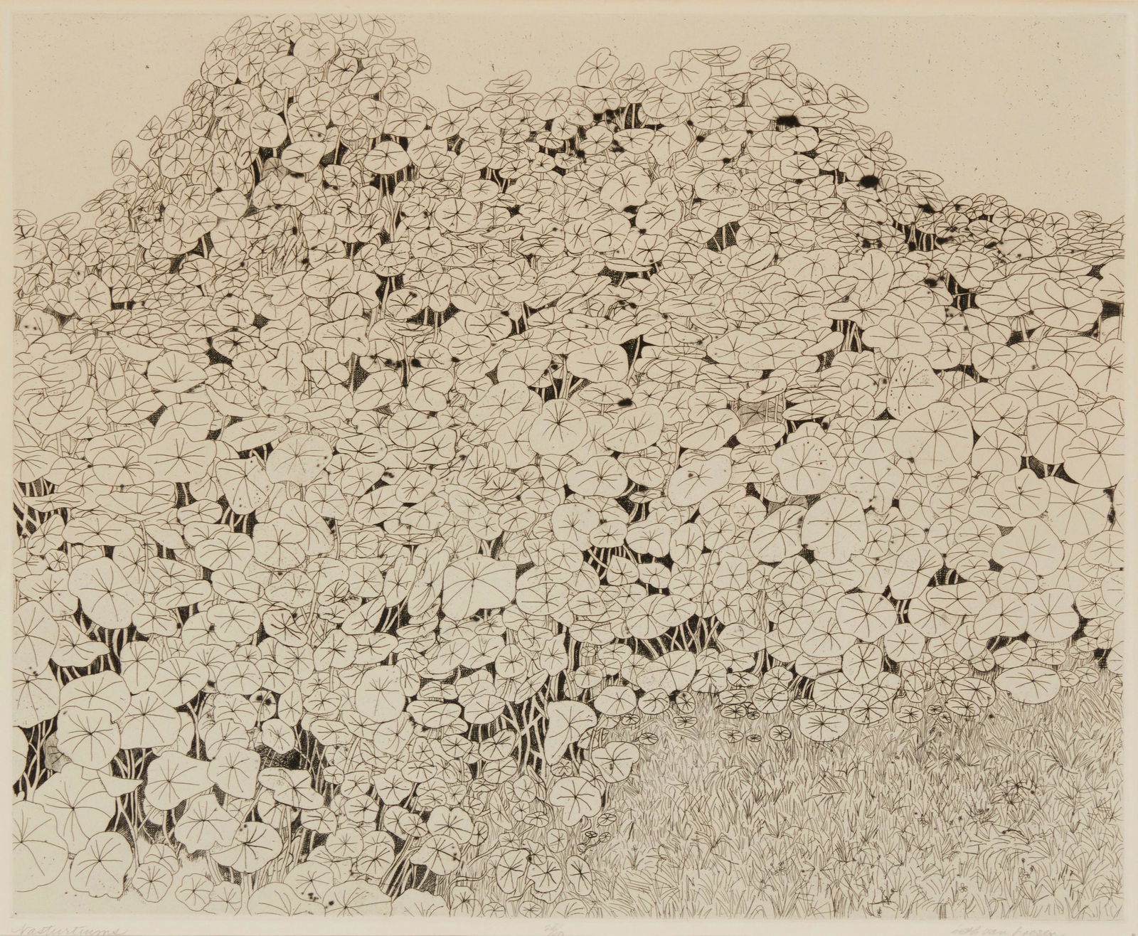 Beth Van Hoesen (1926-2010), "Nasturtiums," circa 1961, Etching and drypoint on paper, Plate: (1 of 7)