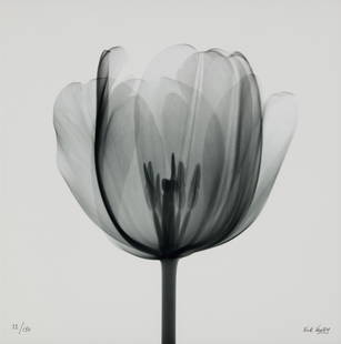 Nick Veasey (b. 1962), "Tulip Head," 2014, C-type print on paper, Sight: 46.5" H x 46.5" W: Nick Veasey(b. 1962)"Tulip Head," 2014C-type print on paperEdition: 11/150Signed and numbered in ink in the lower right and left sheet corners, respectively: Nick Veasey; titled and dated on