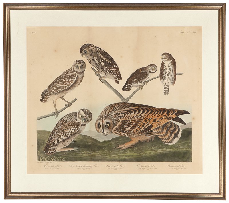 John James Audubon (1785-1851 New York, NY): 'Burrowing Owl'', ''Large-headed Burrowing Owl'', ''Little night Owl'', ''Columbian Owl'', ''Short-eared Owl'', plate CCCCXXXII from 'The Birds of America', engraved, printed and colored by Robert Hav