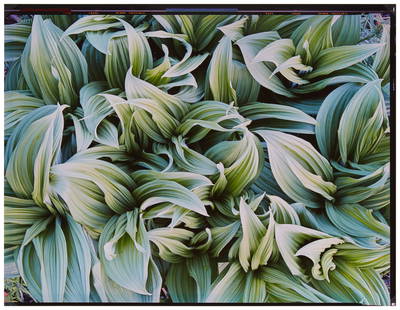 Christopher Burkett (b. 1951), "Green Veratrum, Alaska 1993" 2004, Cibachrome print on paper,: Christopher Burkett (b. 1951) "Green Veratrum, Alaska 1993" 2004 Cibachrome print on paper Edition: Print #218 Signed in pencil on the overmat: Christopher Burkett; Signed again, titled,