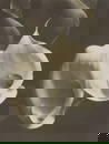 Imogen Cunningham (1883-1976), "Two Callas," circa 1929-1934, Silver bromide enlargement print on