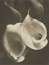 Imogen Cunningham (1883-1976), "Two Callas," circa 1929-1934, Silver bromide enlargement print on