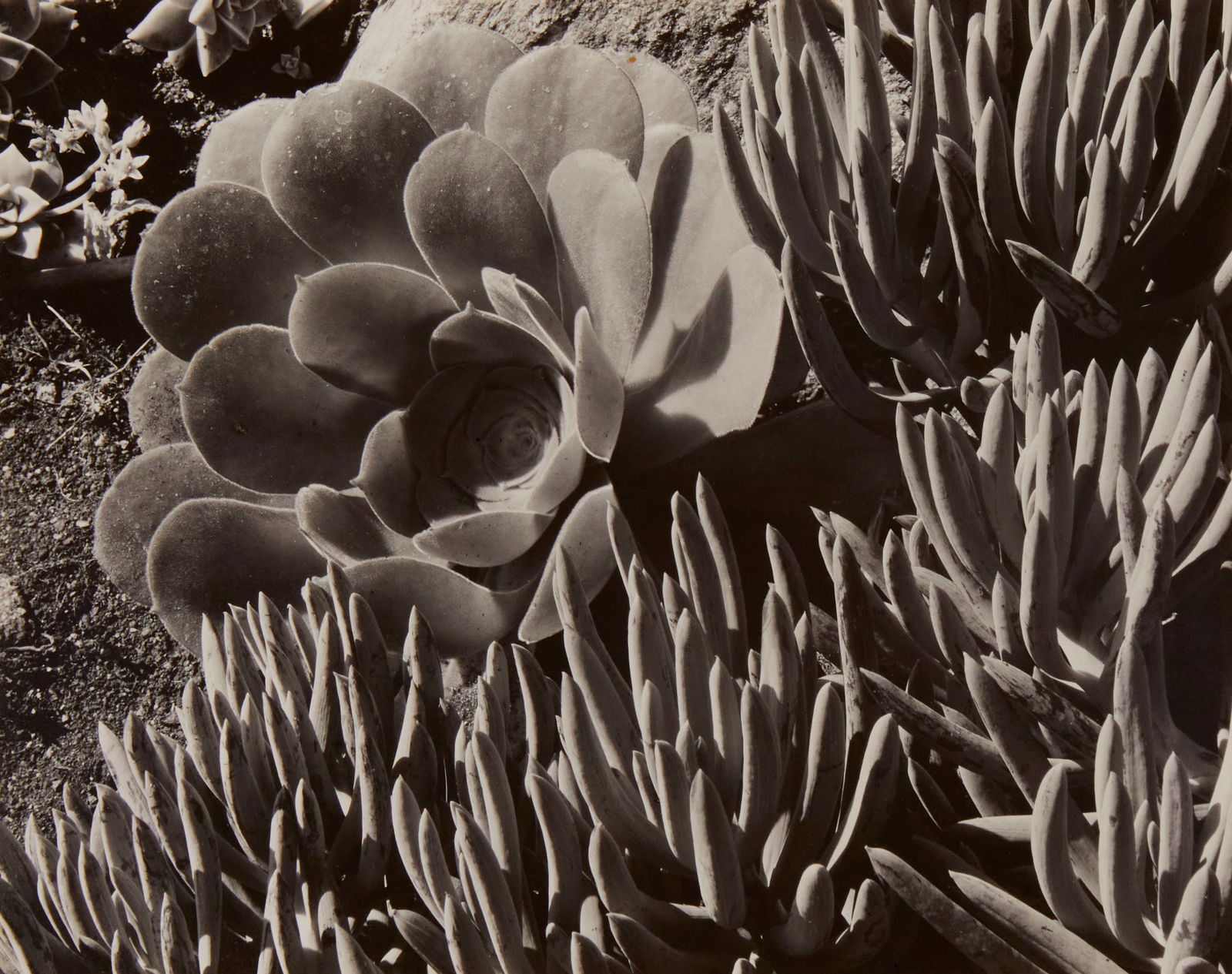 Edward Weston (1886-1958), "Succulent," 1930, Gelatin silver print on paper mount to a thin board (1 of 7)