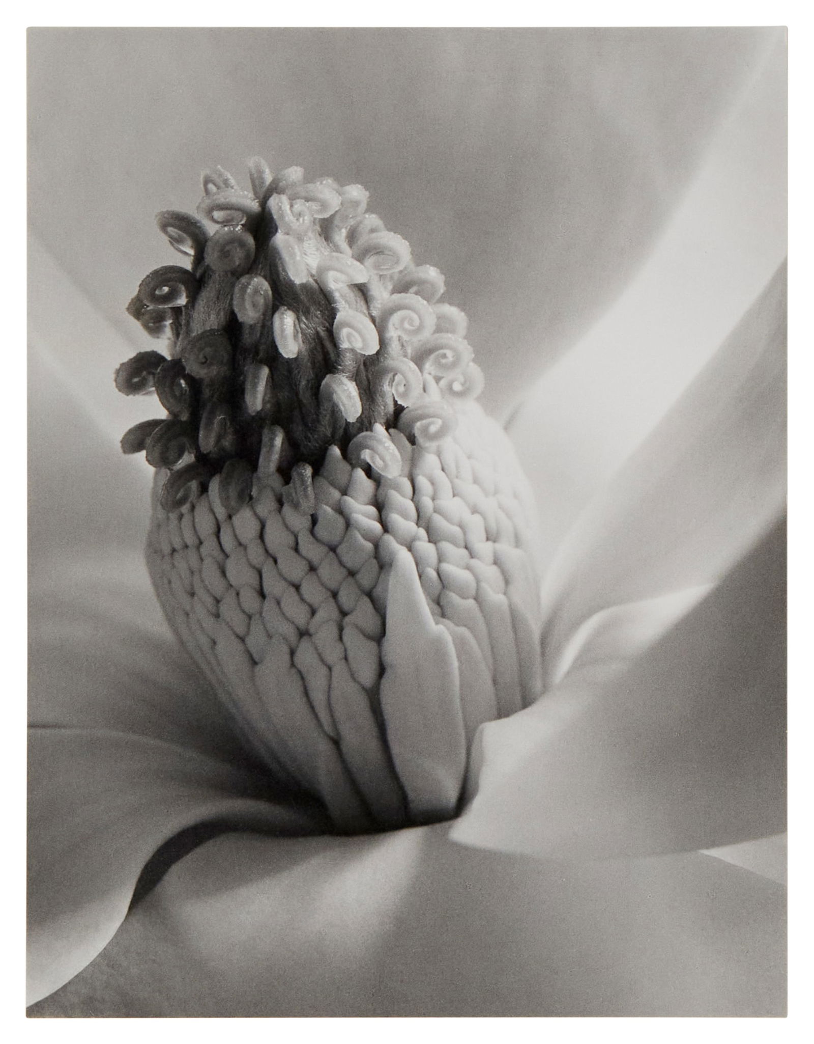 Imogen Cunningham (1883-1976), "Magnolia Blossom (Tower of Jewels)," 1925, Estate print mounted to a (1 of 7)