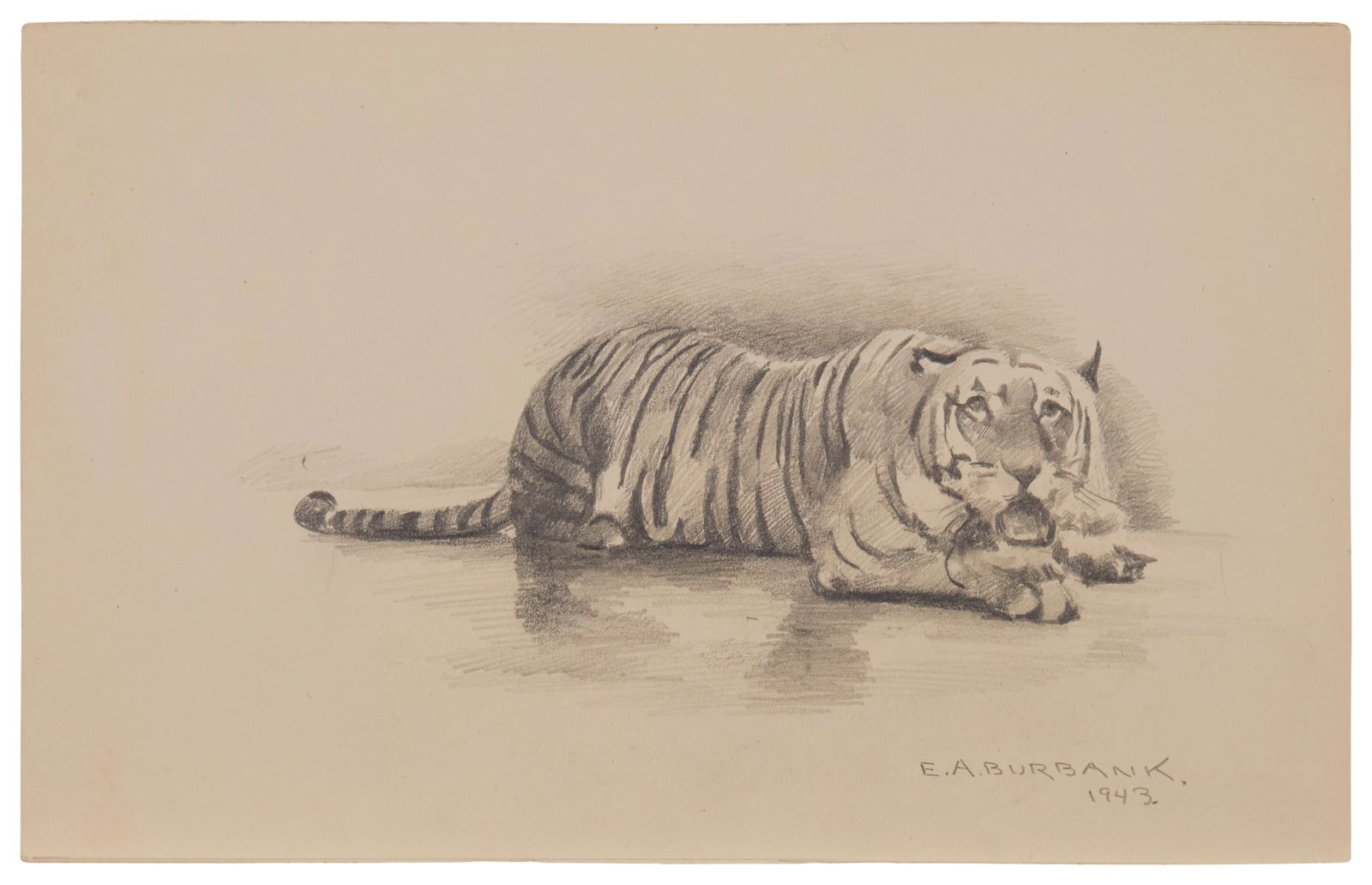 Elbridge Ayer Burbank (1858-1949), "Sumatra Tiger," 1943, Graphite on cream-colored paper, (1 of 4)