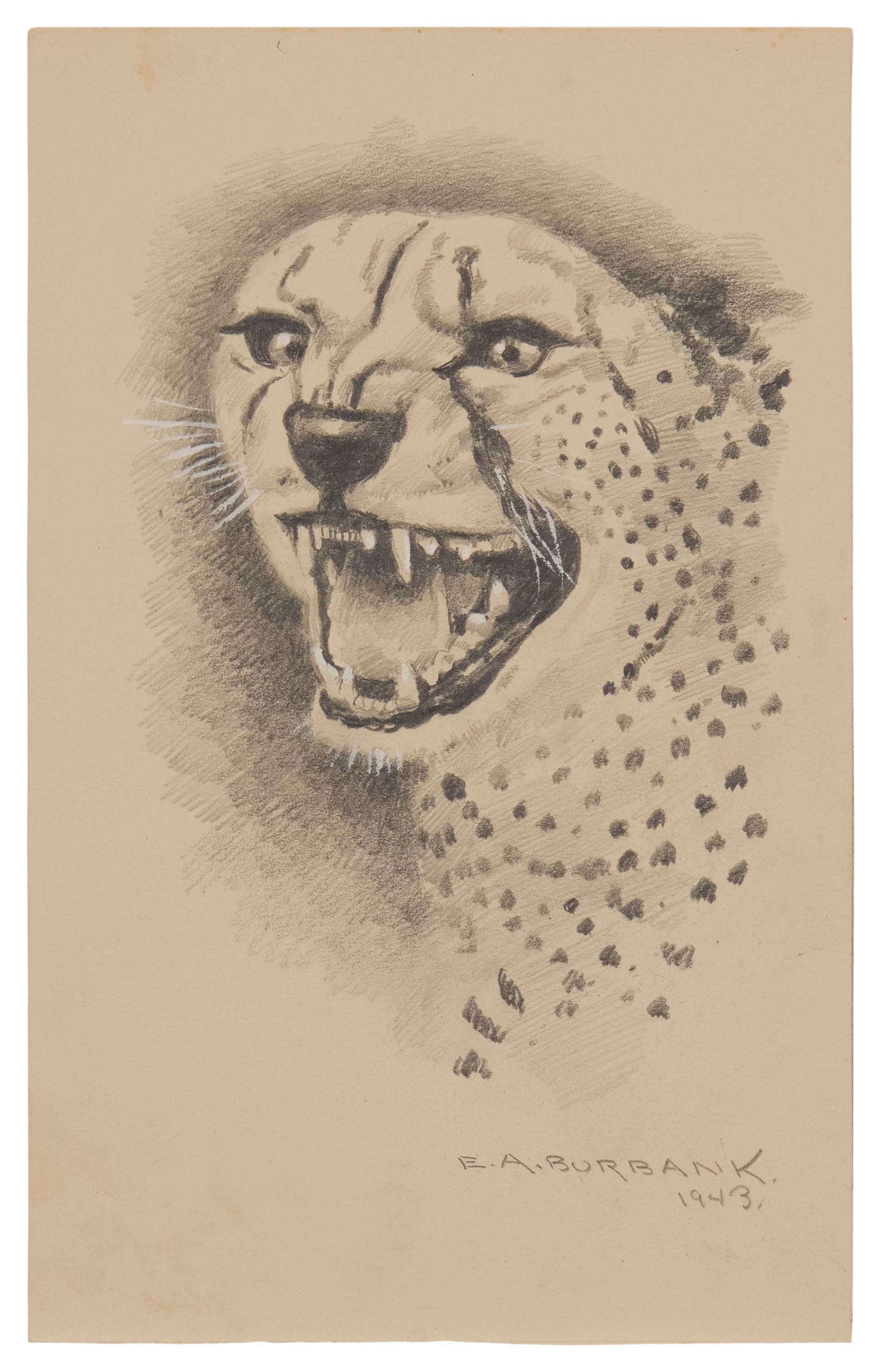 Elbridge Ayer Burbank (1858-1949), "Cheetah," 1943, Graphite on cream-colored paper, Image/Sheet: (1 of 4)
