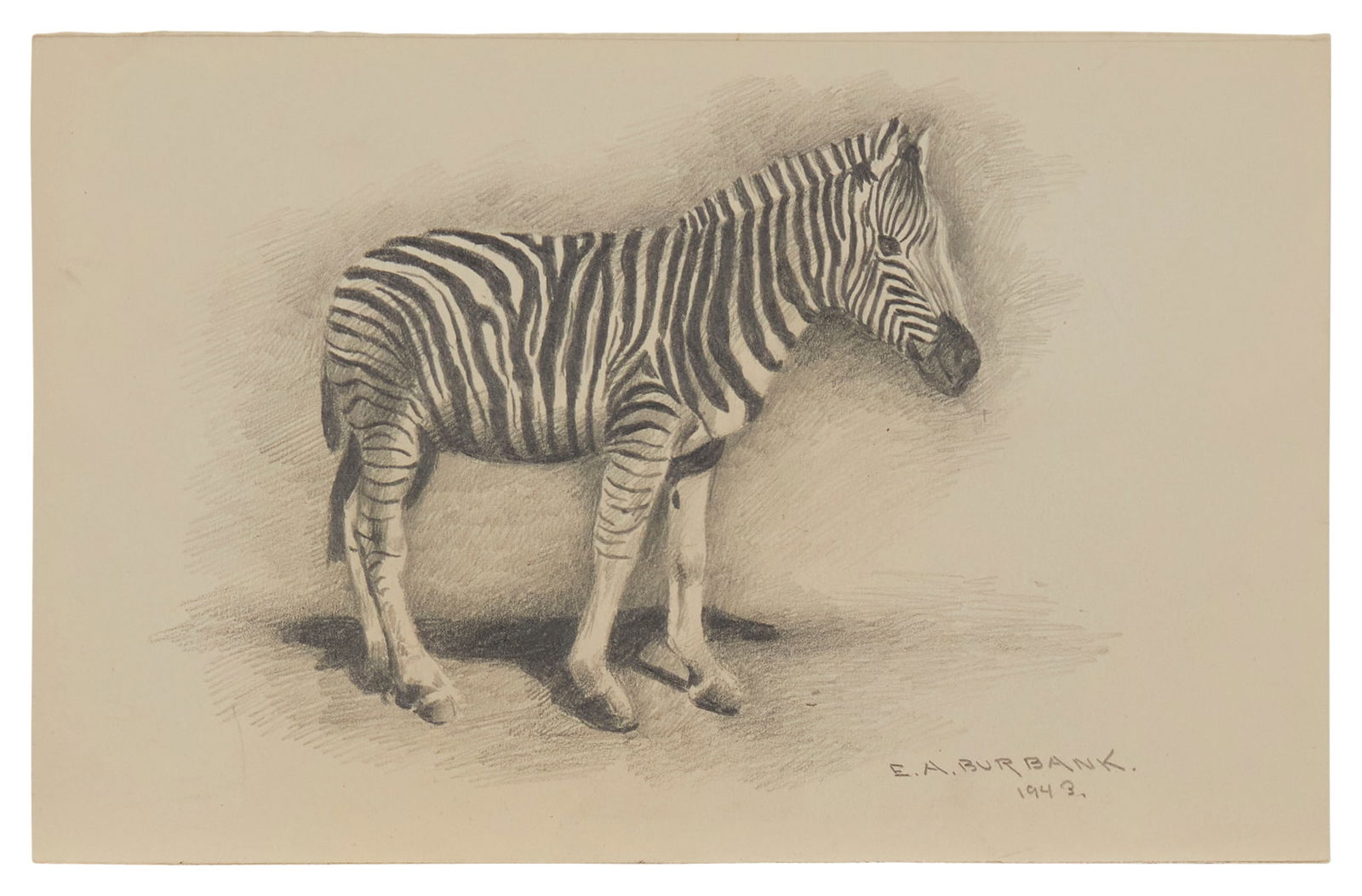 Elbridge Ayer Burbank (1858-1949), "Chapman's Zebra," 1943, Graphite on cream-colored paper, (1 of 4)