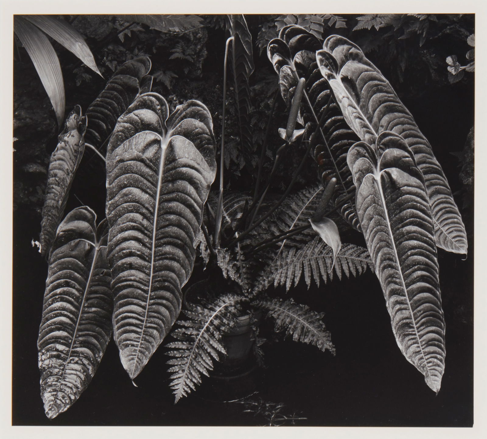 Brett Weston (1911-1993), Botanical leaves, 1975, Gelatin silver print on paper mounted to mat (1 of 14)