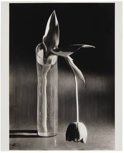 Andre Kertesz (1894-1985), "Melancholic Tulip," 1939, Gelatin silver print on paper, Image: 9.75" H: Andre Kertesz(1894-1985)"Melancholic Tulip," 1939Gelatin silver print on paperFrom the edition of unknown size; printed laterSigned and dated in pencil, verso: A Kertes; dated again and titl