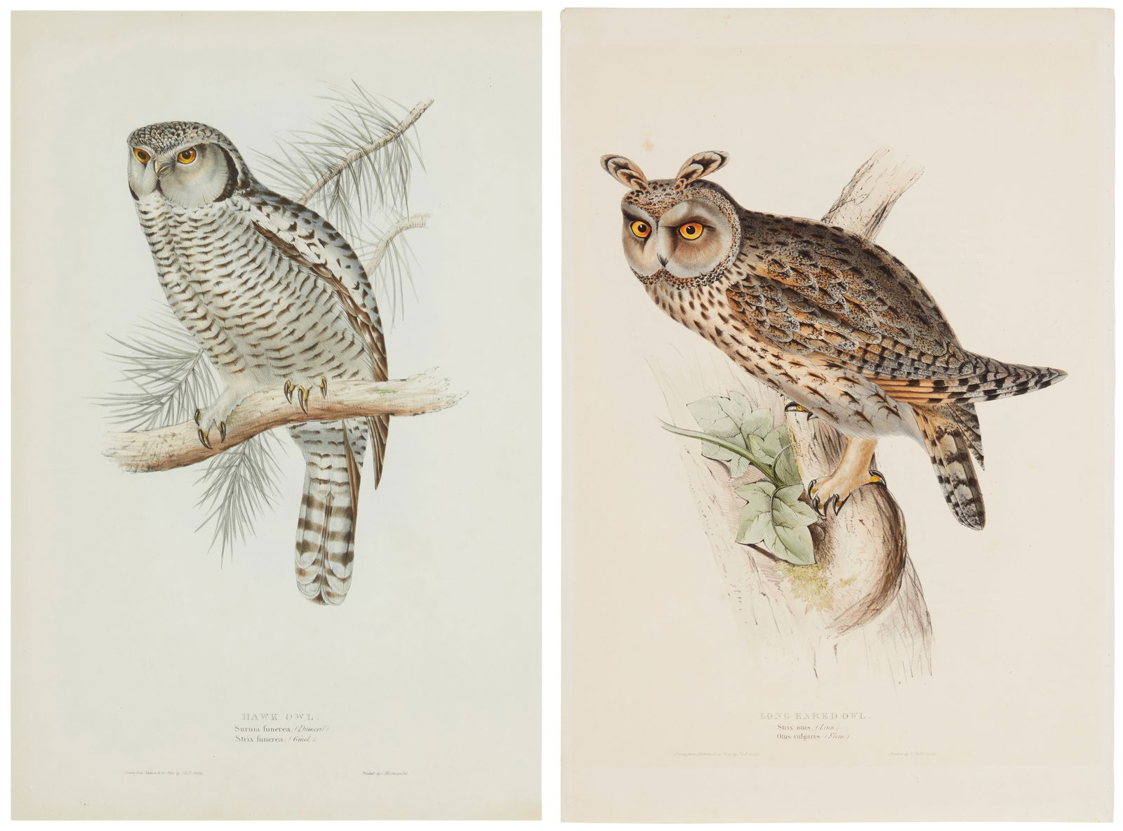 Two lithographs with hand-coloring after John and Elizabeth Gould, from John Gould's "The Birds of (1 of 9)