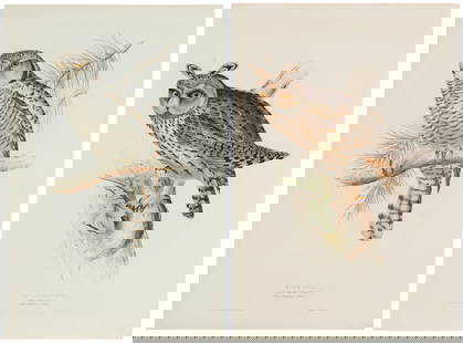 Two lithographs with hand-coloring after John and Elizabeth Gould, from John Gould's "The Birds of: Two lithographs with hand-coloring after John and Elizabeth Gould, from John Gould's "The Birds of Europe," 1832-1837Two works:"Long Eared Owl," Plate 39Lithograph with hand-colori