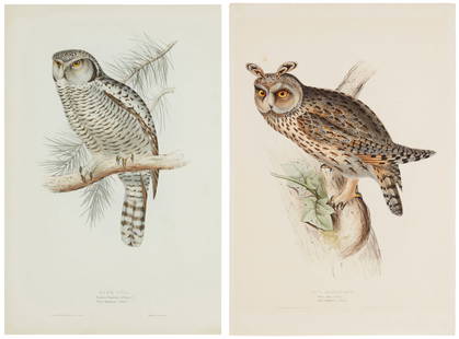 Two lithographs with hand-coloring after John and Elizabeth Gould, from John Gould's "The Birds of: Two lithographs with hand-coloring after John and Elizabeth Gould, from John Gould's "The Birds of Europe," 1832-1837Two works:"Long Eared Owl," Plate 39Lithograph with hand-colori