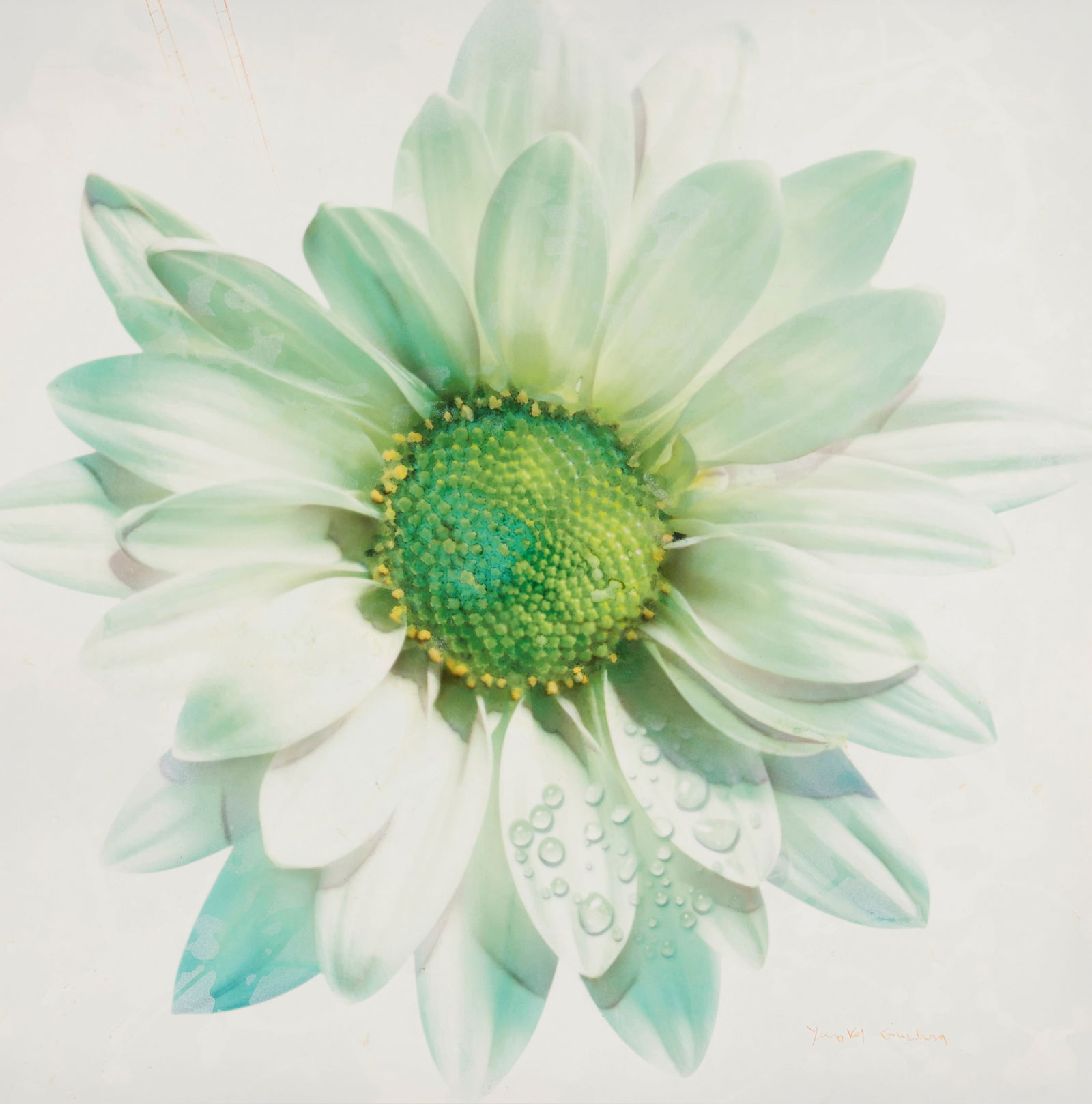 Yankel Ginzburg (b. 1945), "Pleasant White": Yankel Ginzburg(b. 1945)"Pleasant White"Acrylic on MasoniteSigned lower right: Yankel Ginzburg; titled on a label affixed to the frame's backing paper22" H x 22" W Provenance: Laha