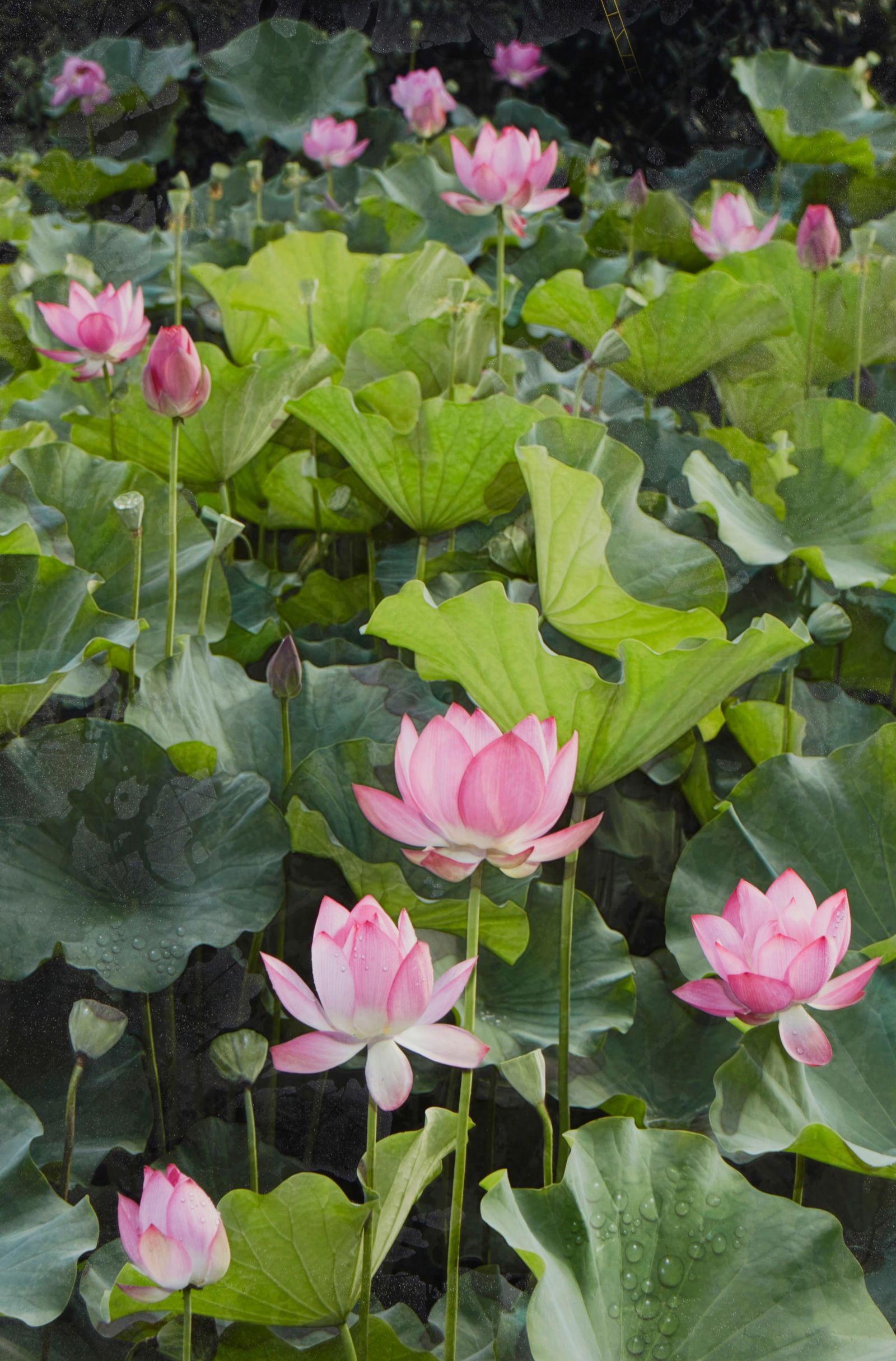 Yankel Ginzburg (b. 1945), "Light Shower" (1 of 6)