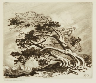 George Elbert Burr (1859-1939), Monterey Cypress