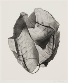 Howard Steinberg (20th century), Leaf study #6