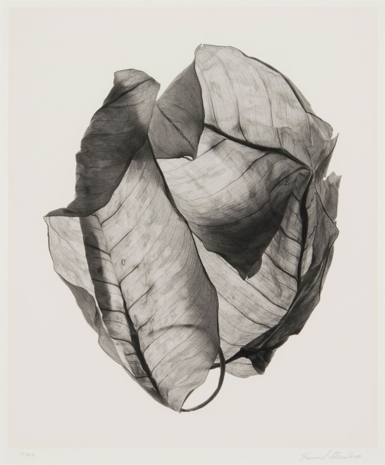 Howard Steinberg (20th century), Leaf study #6 (1 of 6)