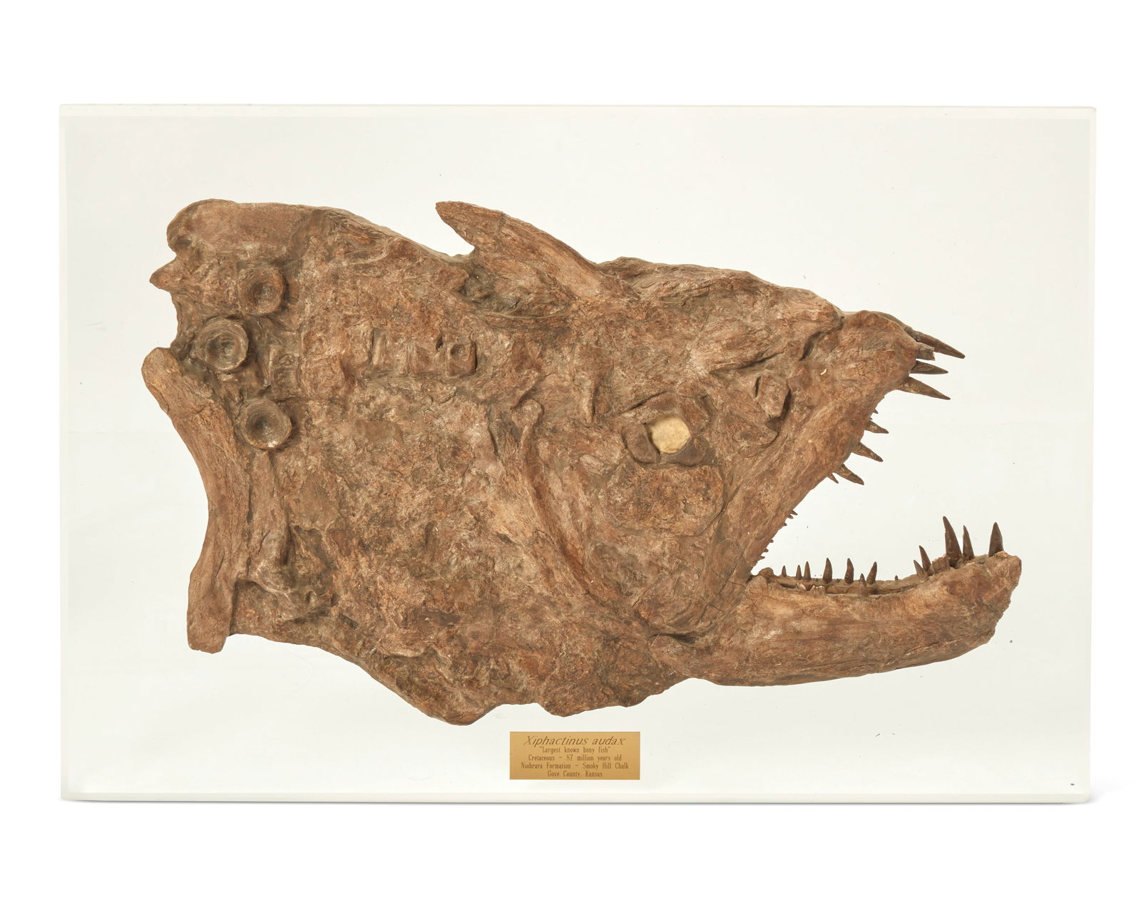 A xiphactinus audax fish head fossil (1 of 6)