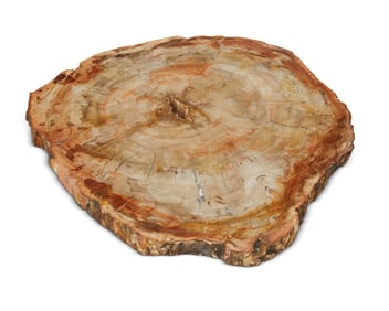 A petrified wood slab