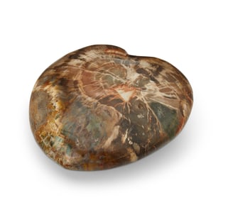 A petrified wood heart-shaped specimen