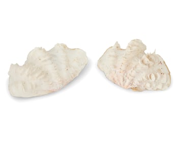 Two tridacna squamosa clam shells