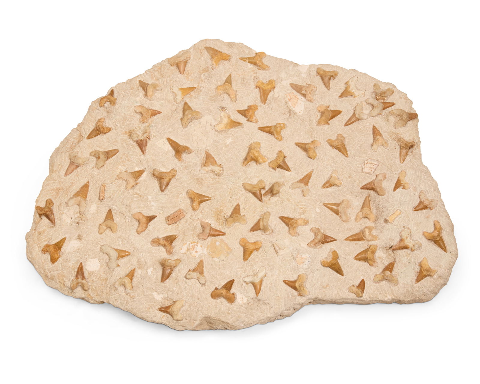 A Moroccan fossilized shark teeth specimen: A Moroccan fossilized shark teeth specimenPrehistoric or laterThe stone specimen with multiple fossilized shark teeth embedded4.25" H x 32" W x 23" D